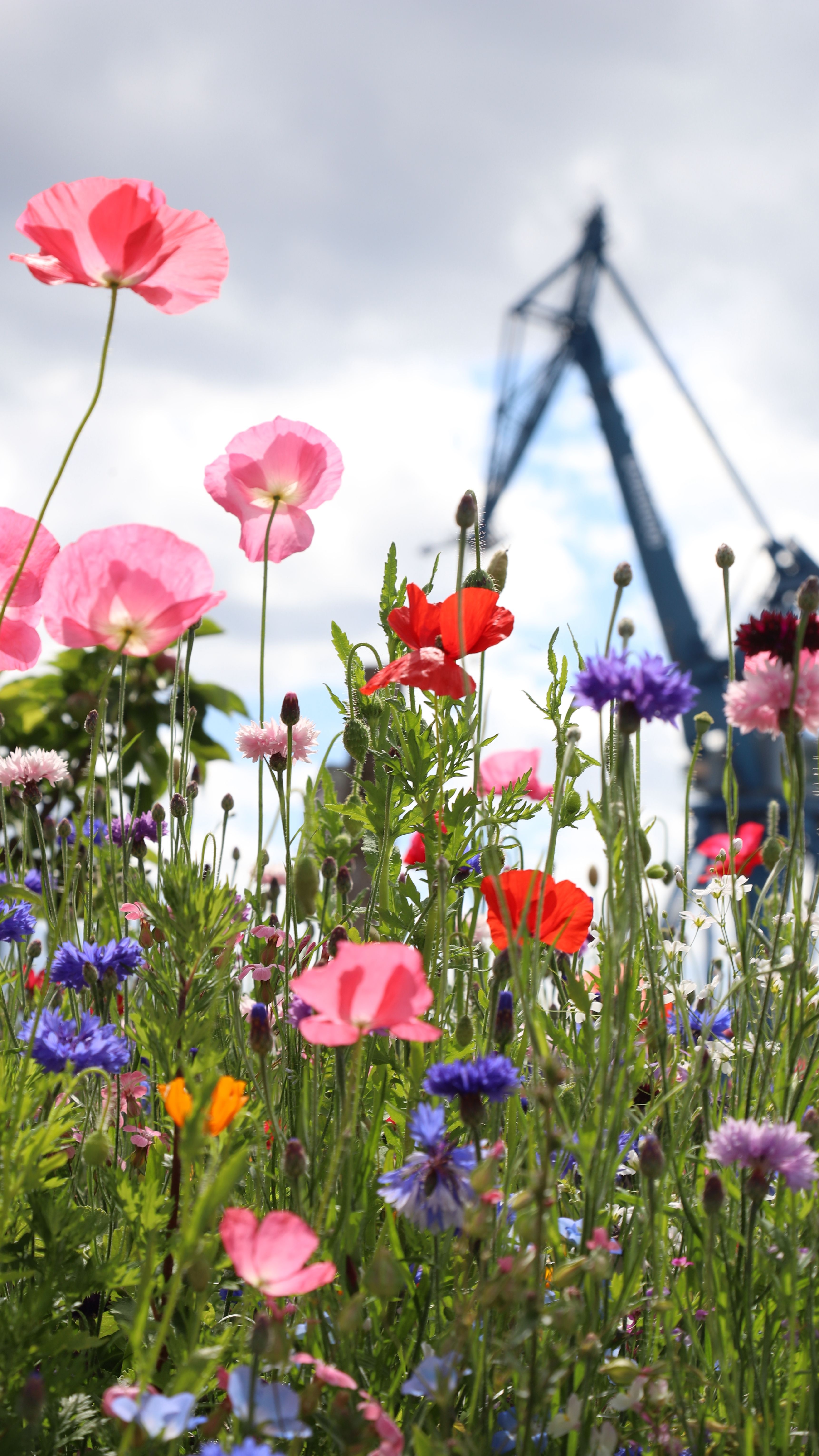 Blumen 12